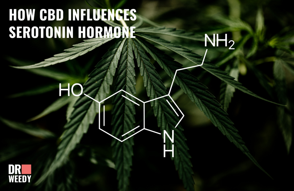 How CBD Influences Serotonin Hormone