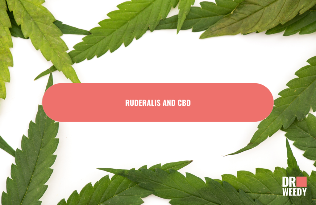 Ruderalis and CBD