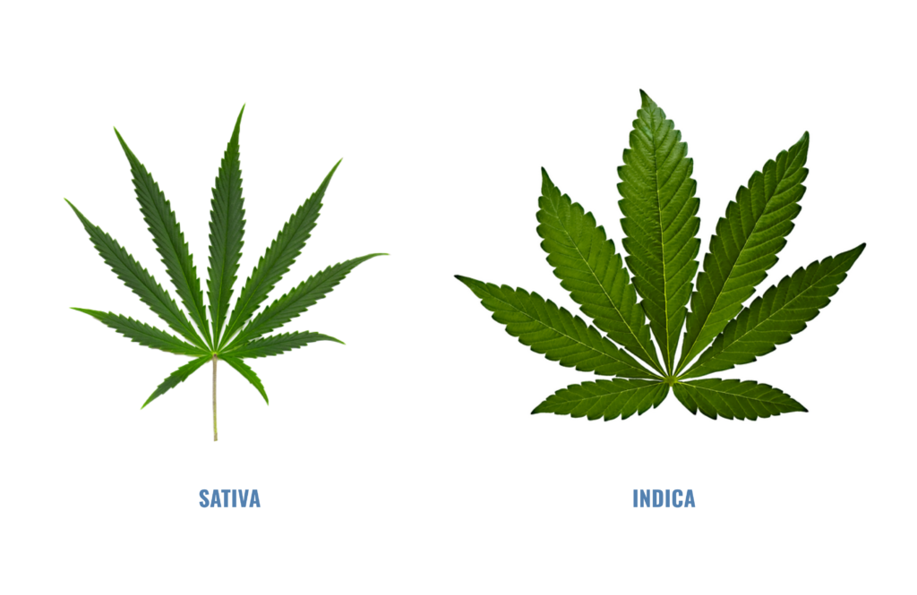 Sativa and indica