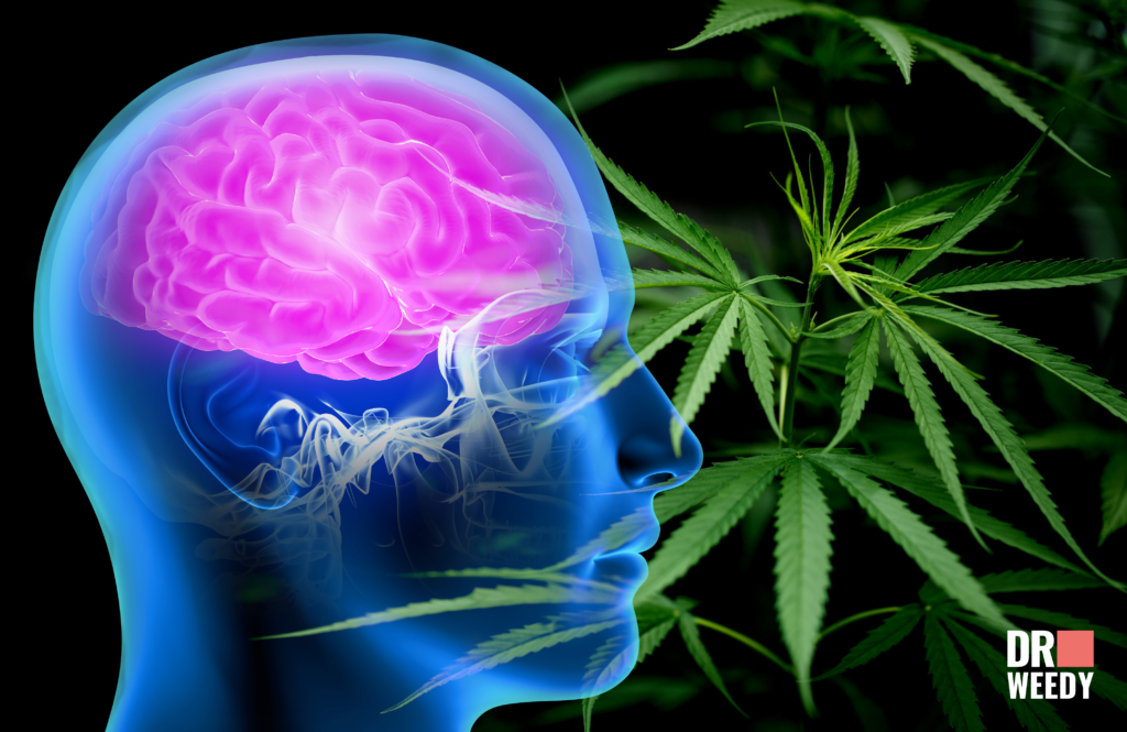 How Marijuana Helps with TBI: A Short Explanation