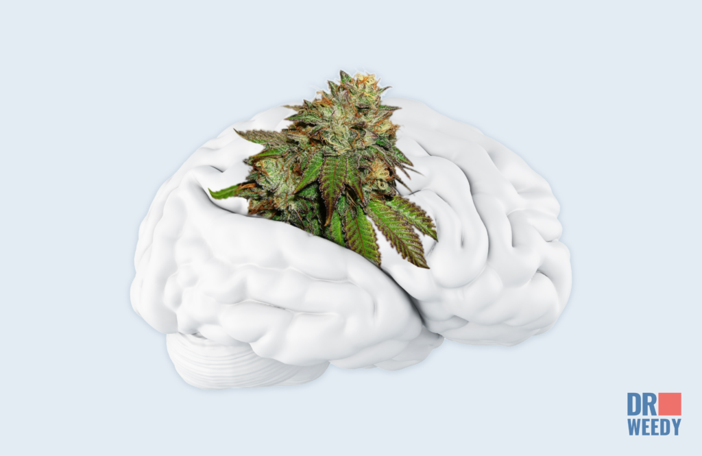 How Marijuana Helps with TBI: A Short Explanation