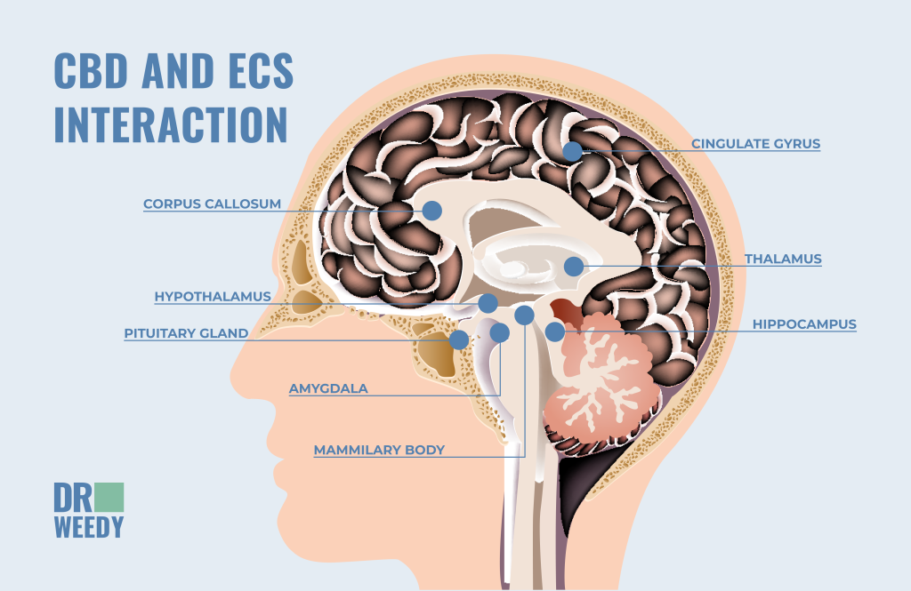 CBD and ECS interaction