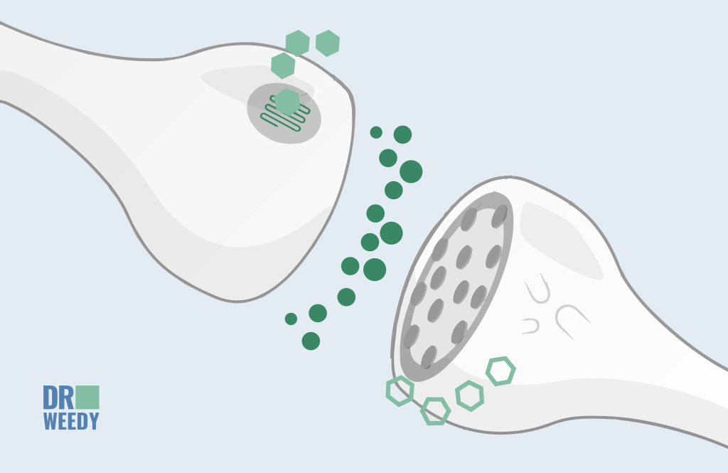 Endocannabinoid Mechanism In Layman’s Terms