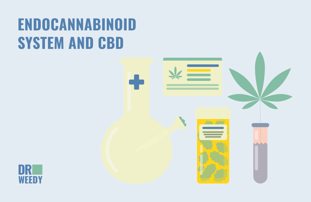 Endocannabinoid System and CBD