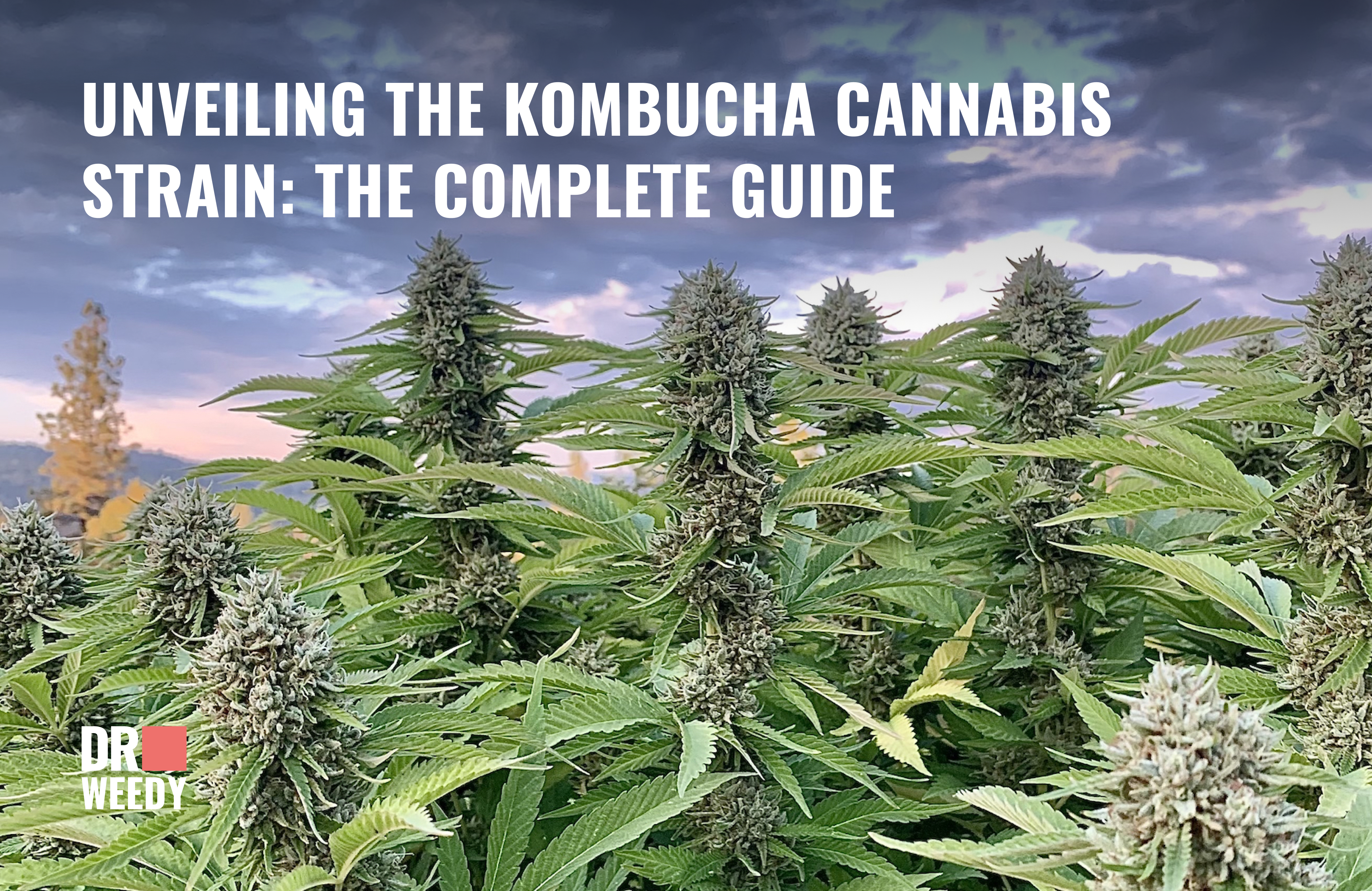 Kombucha Weed Strain: A Comprehensive Overview