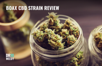 Boax CBD Strain Review