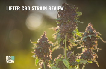 Lifter CBD Strain Review