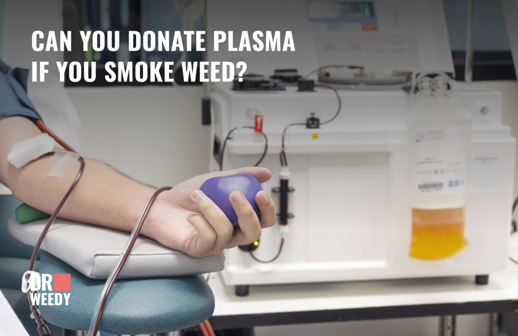 Can Weed Smokers Donate Plasma in the USA in 2024?