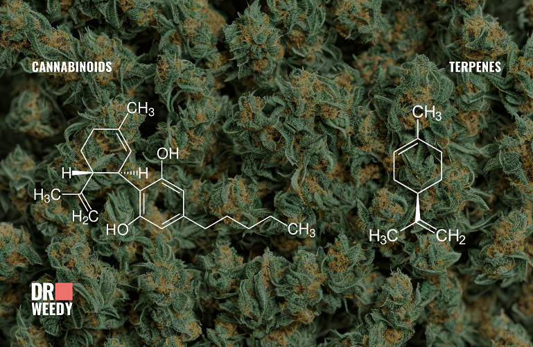 Understanding the Role of Cannabinoids and Terpenes