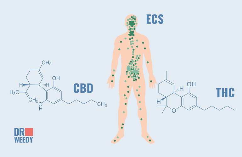 The Endocannabinoid System and Aging