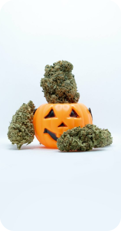 Frame 1272629143 1 - Spooktacular Strains Elevate Your Halloween with Cannabis