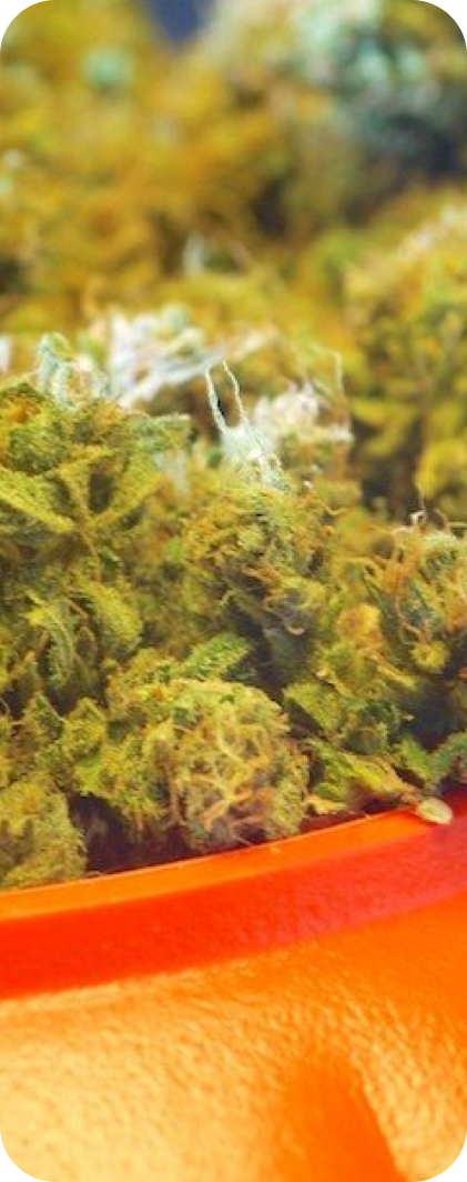 haunting_hybrid_strains - Spooktacular Strains Elevate Your Halloween with Cannabis